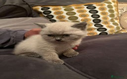 British Shorthair cats for sale: British shorthair kitten for sale - Image 1