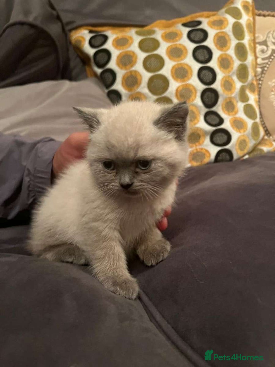 British Shorthair cats for sale: British shorthair kitten for sale - Image 1