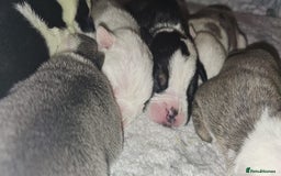 English Bulldog dogs for sale: 🌟 health tested parents 🌟 - Image 31