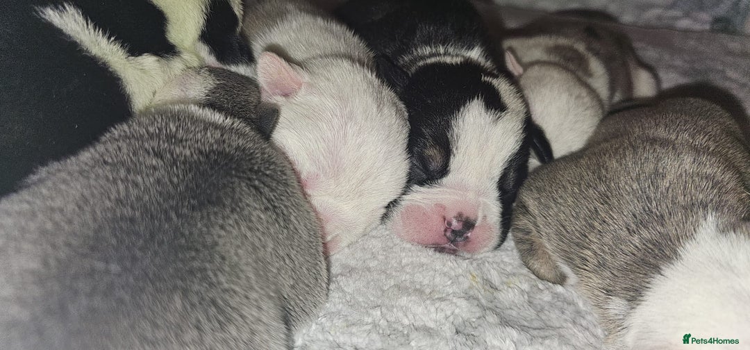 English Bulldog dogs for sale: 🌟 health tested parents 🌟 - Image 31