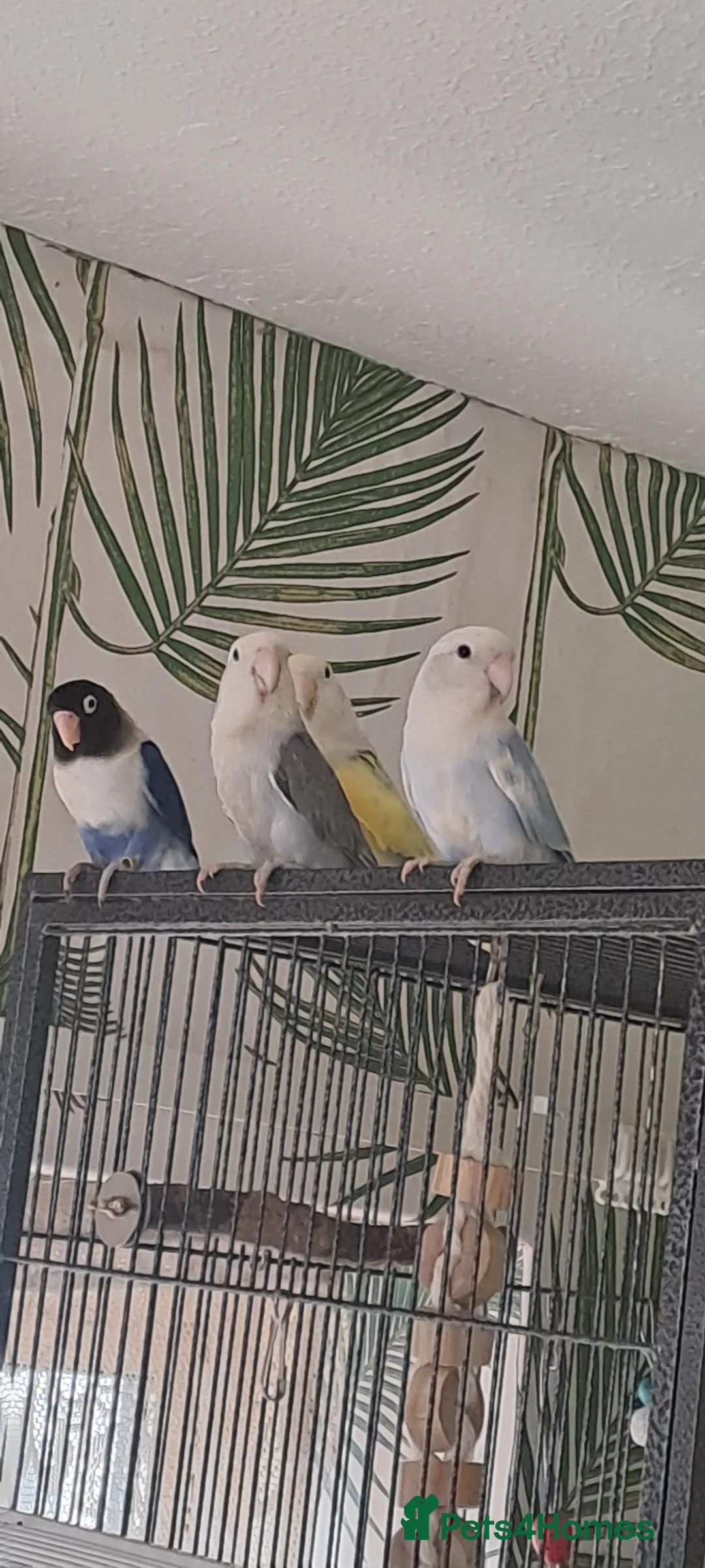 Lovebirds birds for sale: Lovebirds x 6 - Advert 2