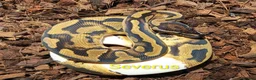Python Snake reptiles for sale: Ball pythons (8mth). Pied/Firefly/Gene X/Mojave) - Advert 22