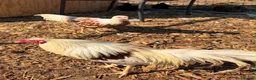 Chickens poultry for sale: Yokahoma chickens  - Advert 2
