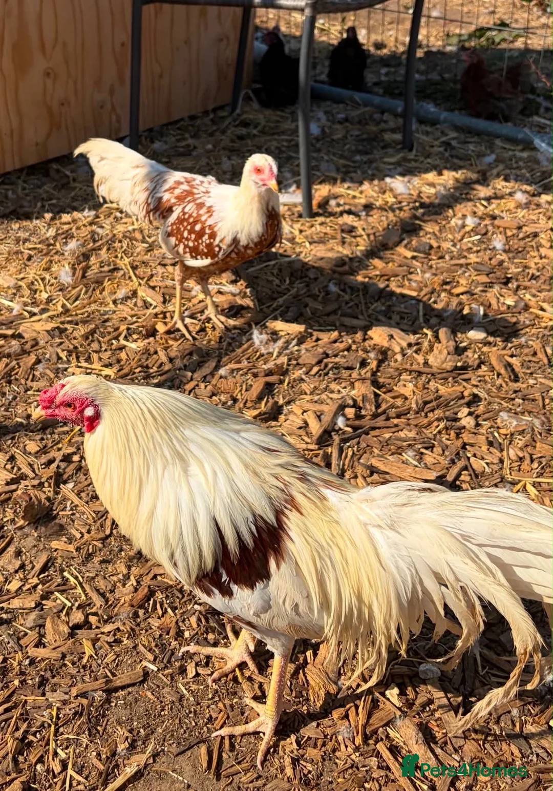 Chickens poultry for sale: Yokahoma chickens  - Advert 2