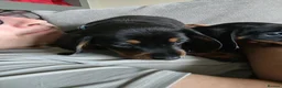 Dachshund dogs for sale: 1 female left beautiful Dachshund  - Advert 10