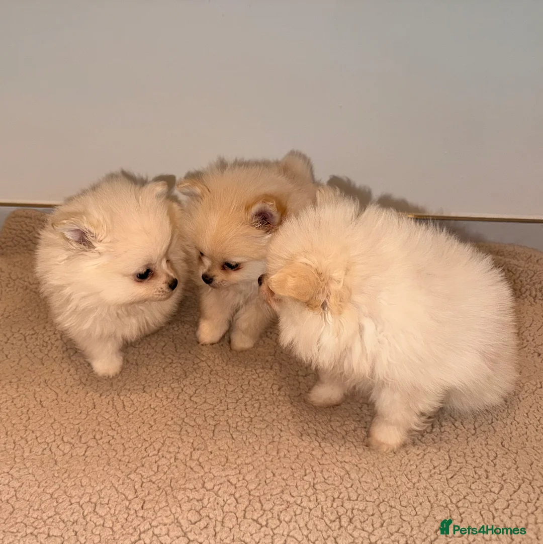 Pomeranian dogs for sale: 3 beautiful creamy/white Pomeranian puppies - Advert 4