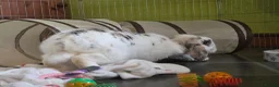 English Spot rabbits for sale: Neutred beautiful boy looking gor his forever home - Advert 31