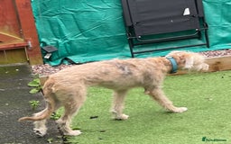 Mixed Breed dogs for sale: Teddy 6 month old - Image 5