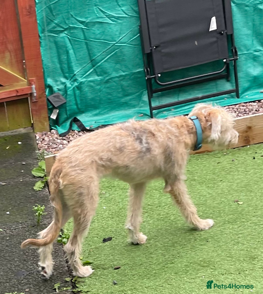 Mixed Breed dogs for sale: Teddy 6 month old - Image 5