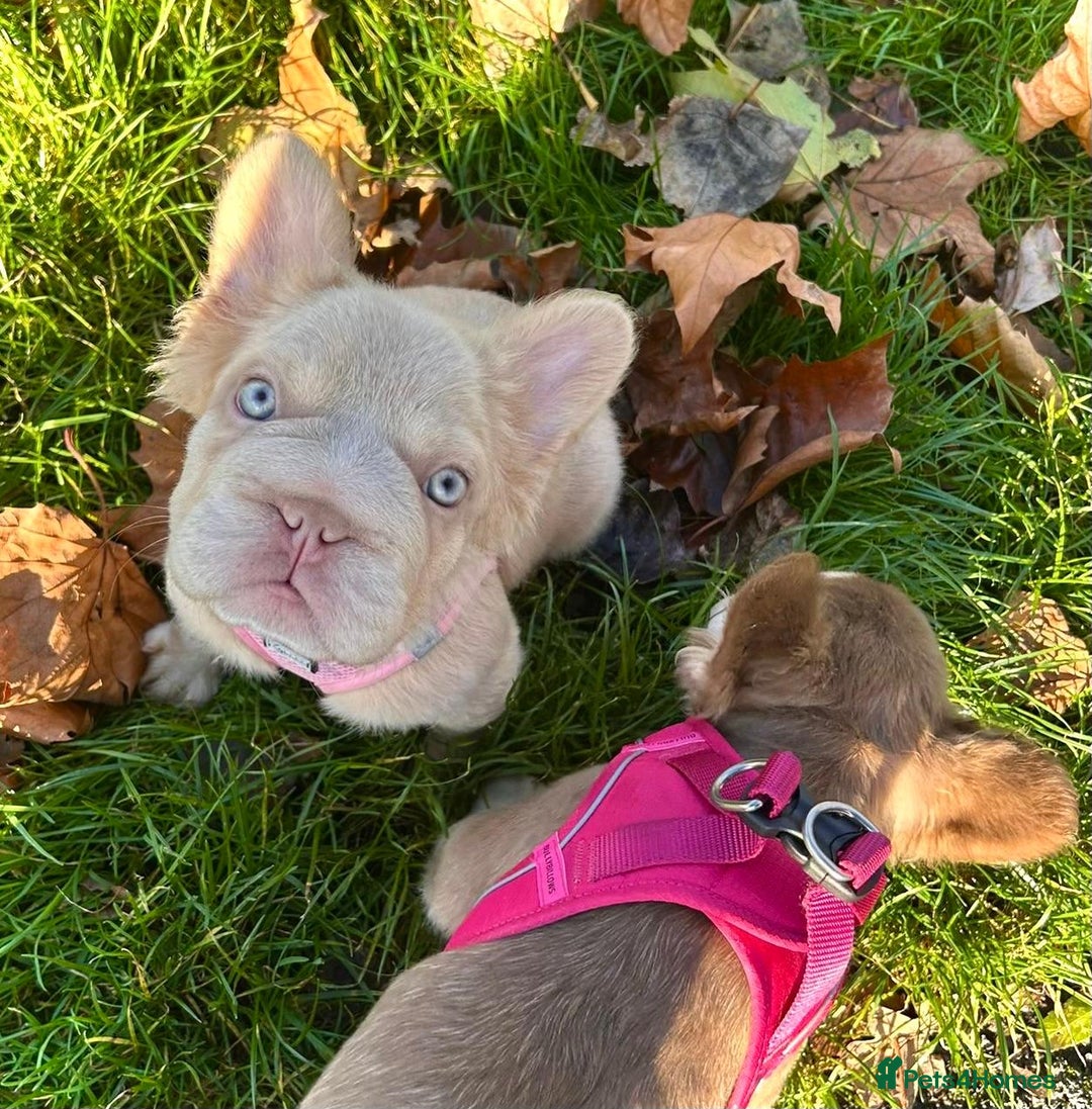 French Bulldog dogs for sale: Visual Fluffy New Shade Frenchies 💎  - Advert 3