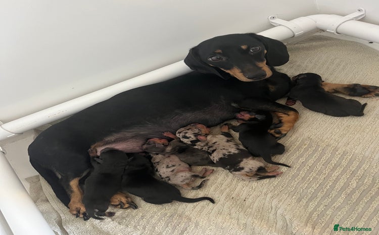 Miniature Dachshund dogs - Advert 1