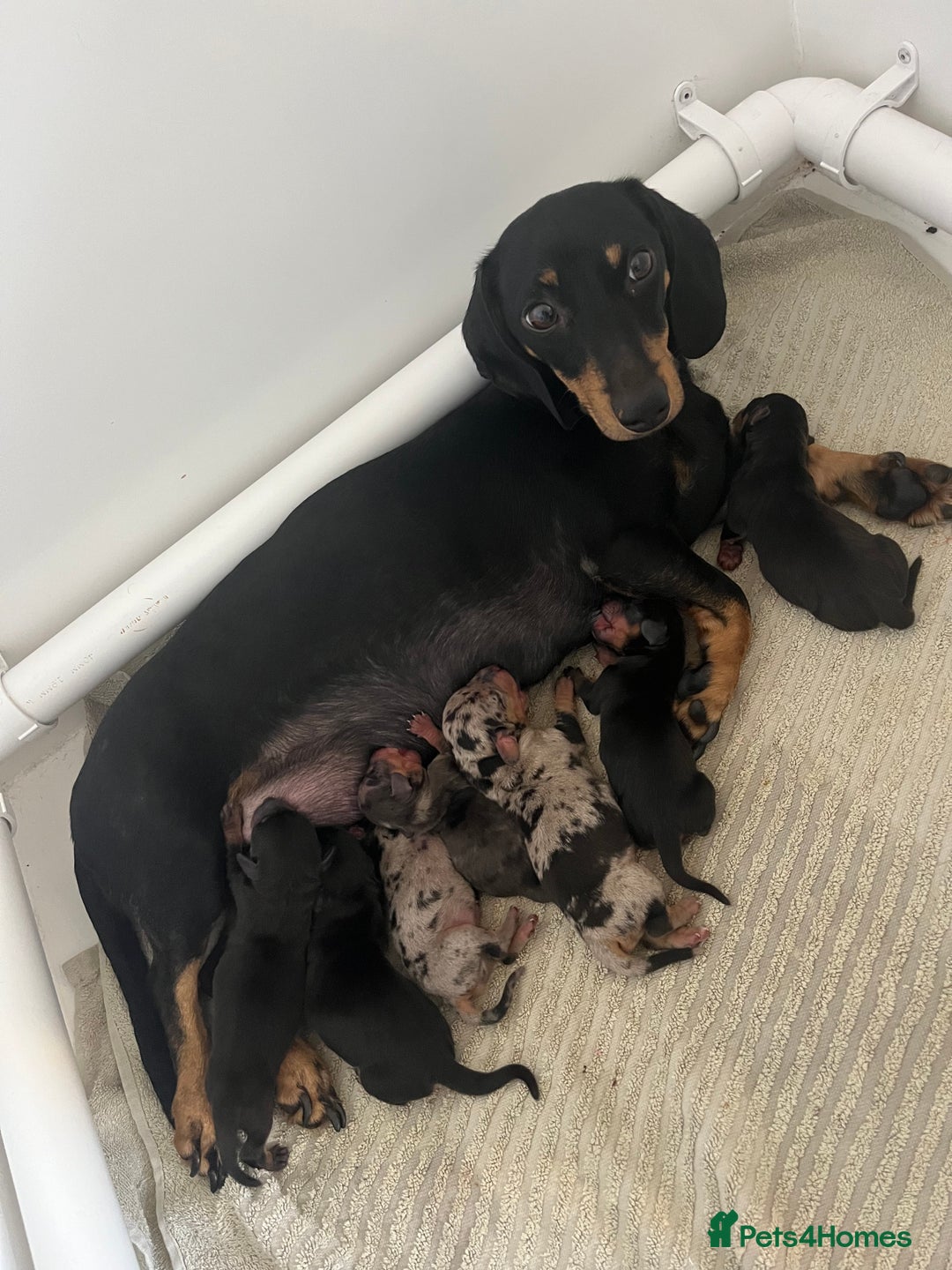 Miniature Dachshund dogs for sale: Miniature dachshunds ready 19th November  - Image 1