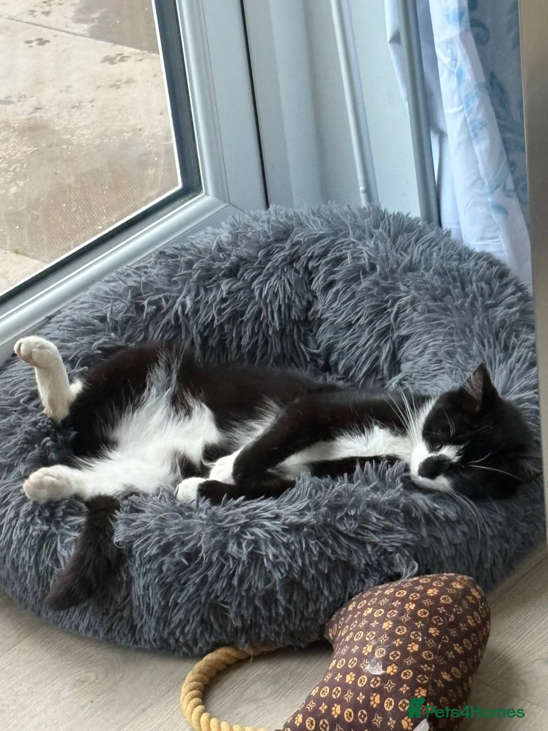 Ragdoll cats for sale: Beautiful BP ragdoll x dm shorthair kittens🩷 - Advert 13