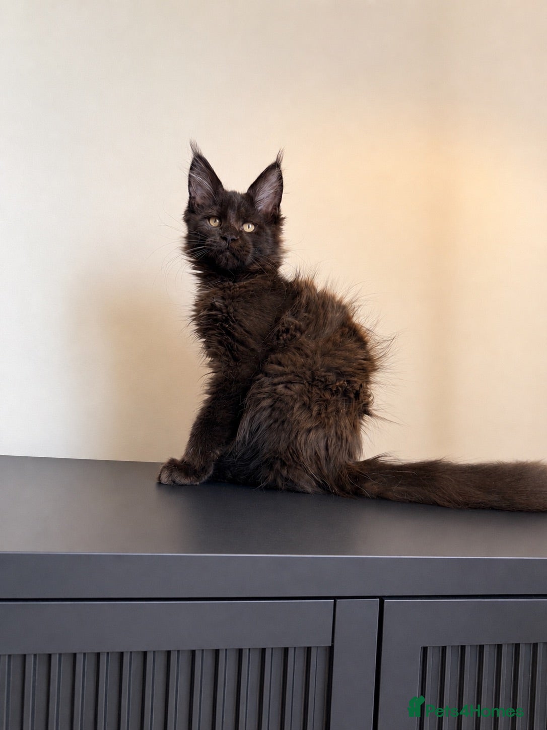 Maine Coon cats XL MAINE COON EUROPEAN LINES! Ready now!  - Advert 2