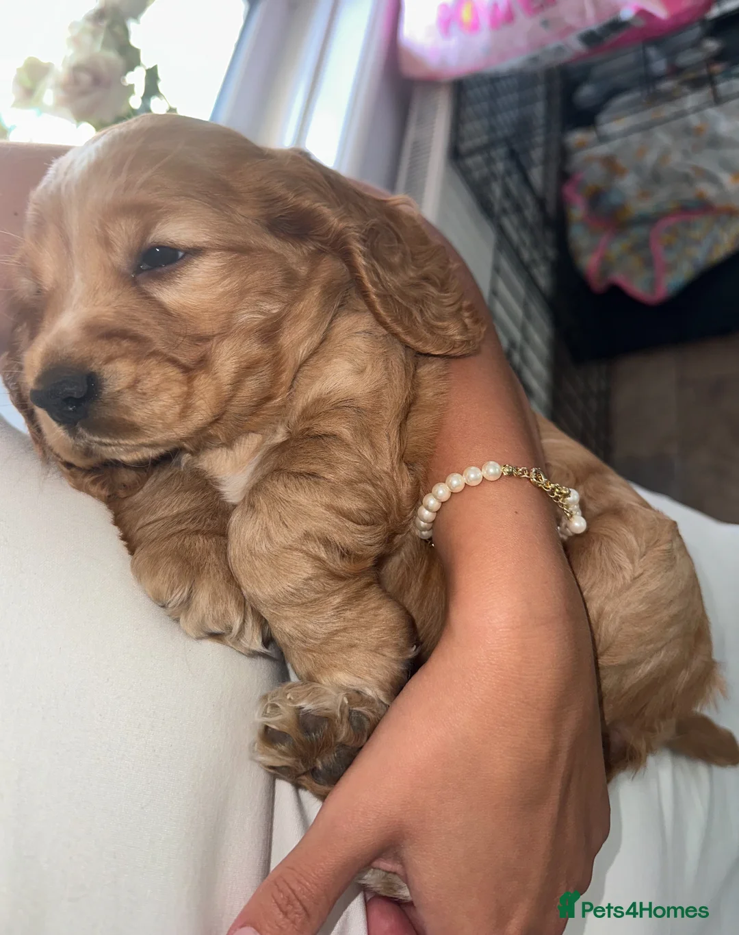 Cocker Spaniel dogs for stud: LUDO - GOLDEN Show Cocker Pedigree Stud TOP Tested in Bradford-on-Avon - Advert 24