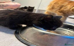 British Longhair cats for sale: Black fluffy kitten - Image 6