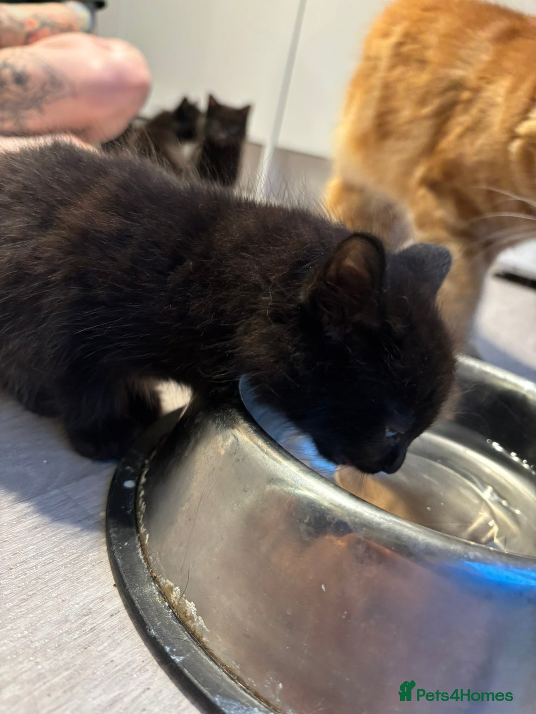 British Longhair cats for sale: Black fluffy kitten - Image 6