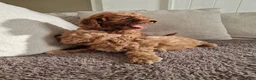Schnoodle dogs for sale: Schooled boys💙 - Advert 9
