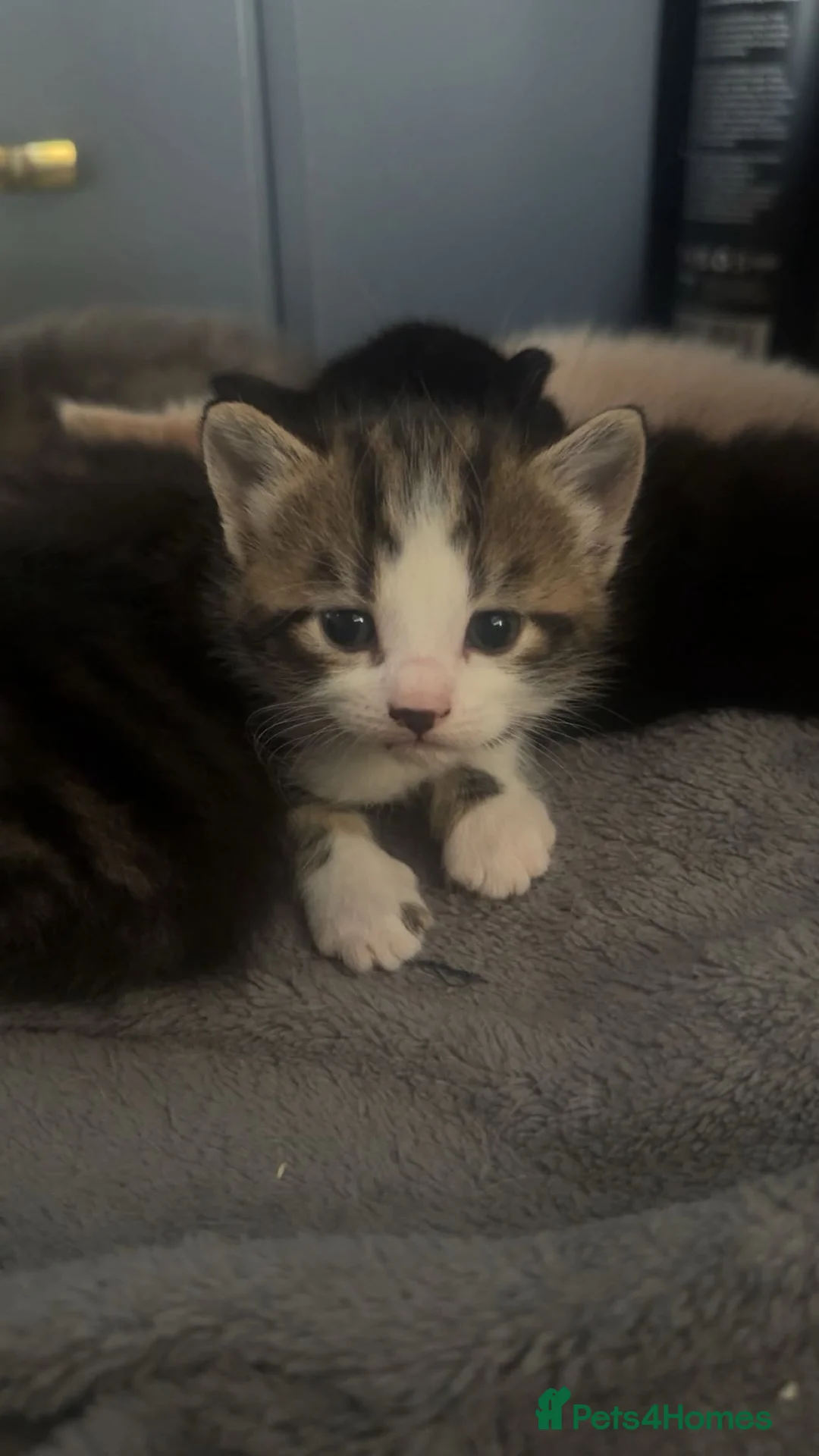 Mixed Breed cats for sale: Mixed mainecoon kittens - Advert 2