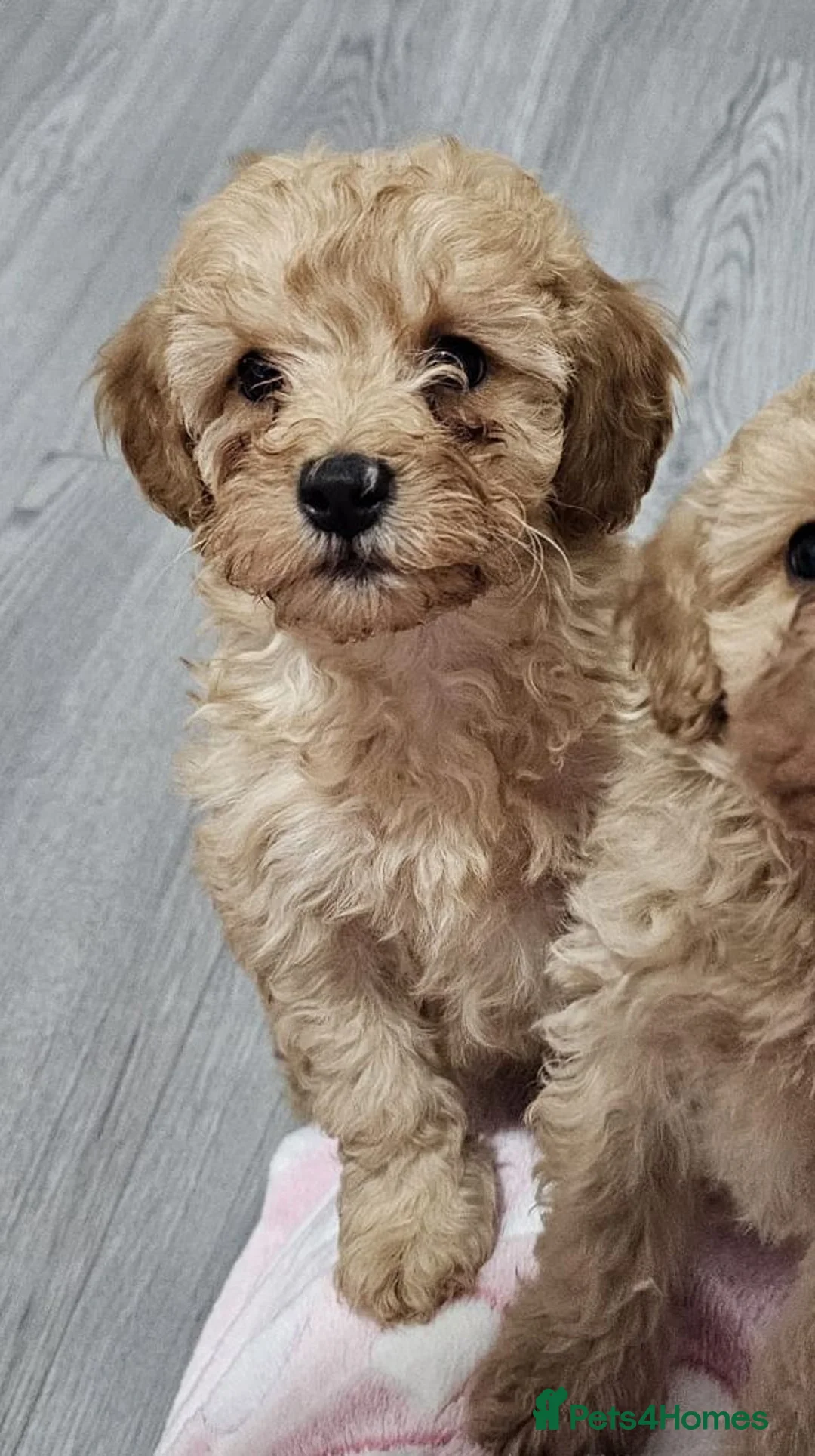 Cavapoo dogs for sale: Ready now 1 left - Toy F1B Cavapoo puppies  - Advert 1