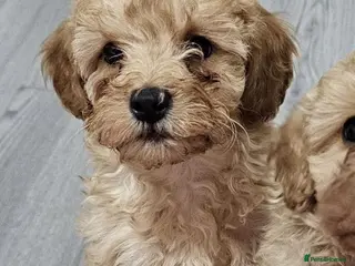 Cavapoo dogs Ready now 1 left - Toy F1B Cavapoo puppies - Advert 7