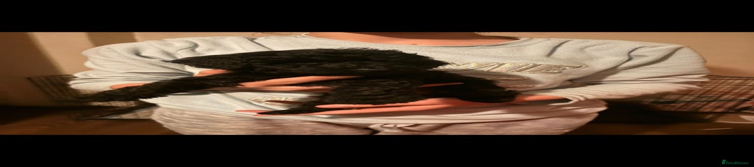 Miniature Poodle Puppy 6