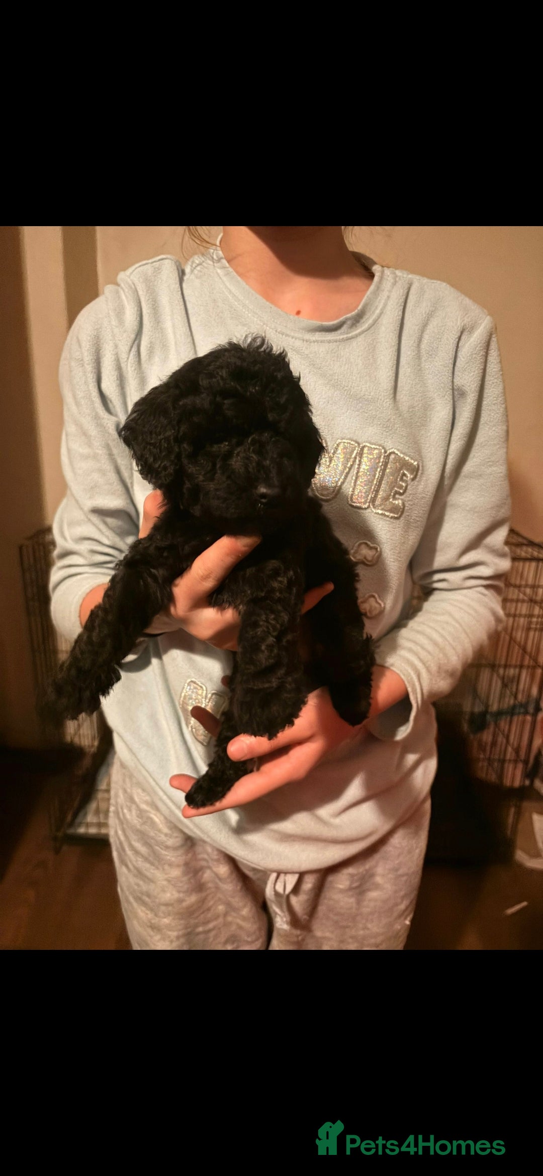 Miniature Poodle dogs for sale: Miniature poodles, beautiful lovley poodles - Image 7