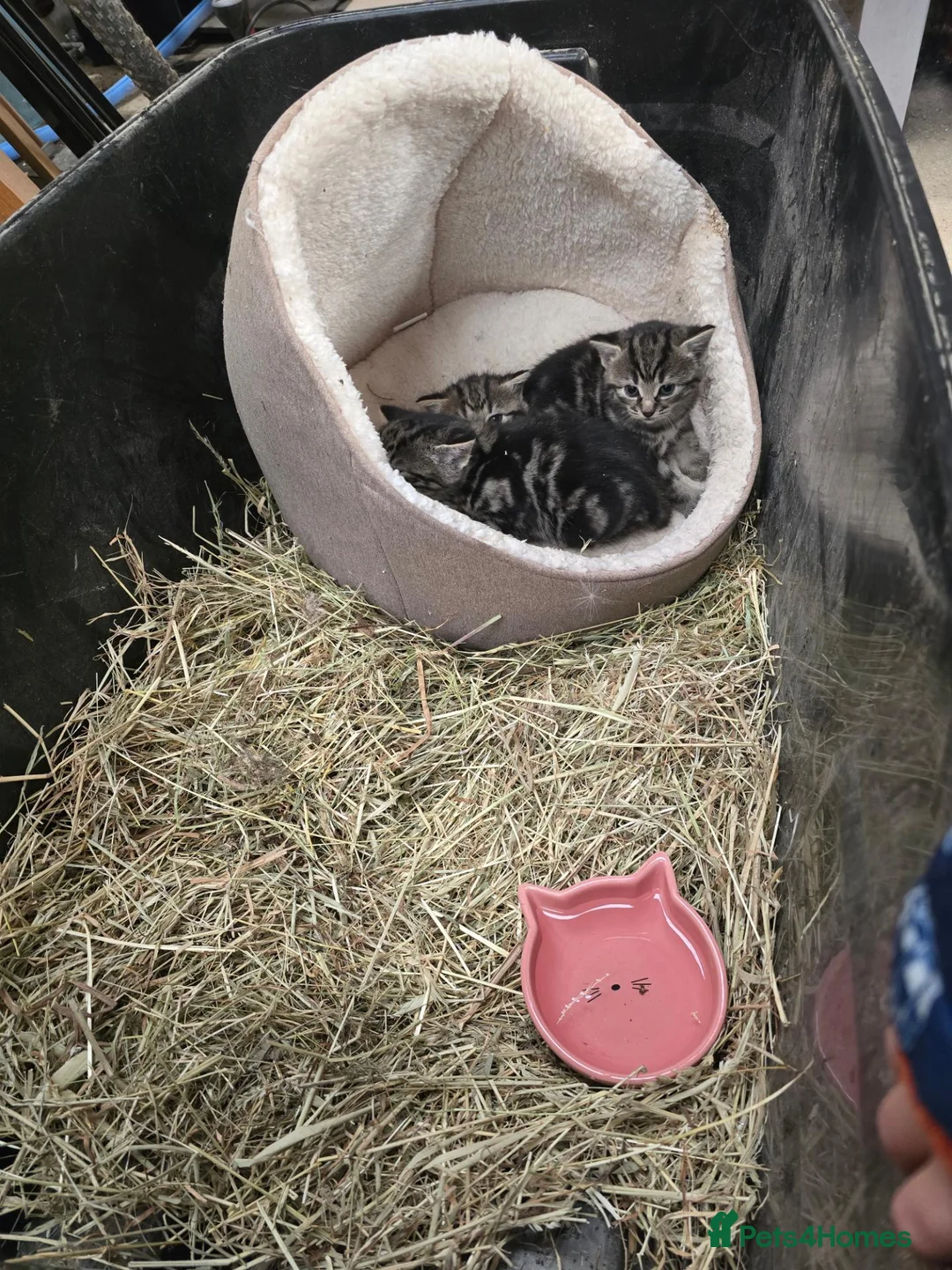 Mixed Breed cats for sale: Farm kittens - Advert 17