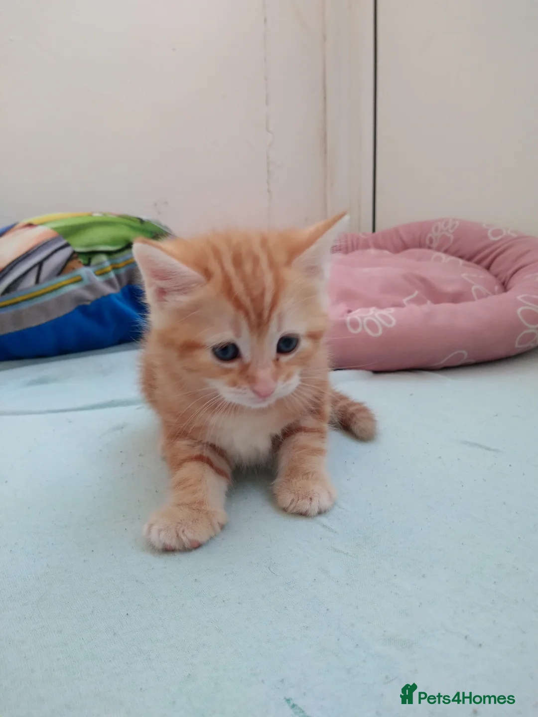 Mixed Breed cats for sale: 4 gingrer kittens for sale 3 male and 1 female  - Advert 2