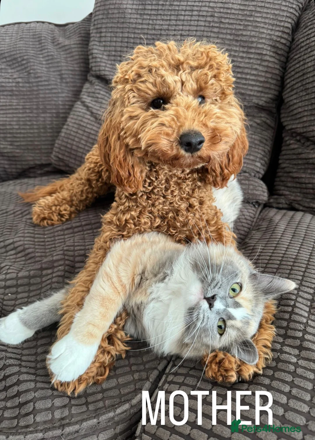 Toy Poodle dogs for sale: Absolutely gorgeous puppies 🐶  - Advert 2
