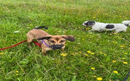 Mixed Breed dogs for adoption: Cute Dingo looking for LOVE - Image 6