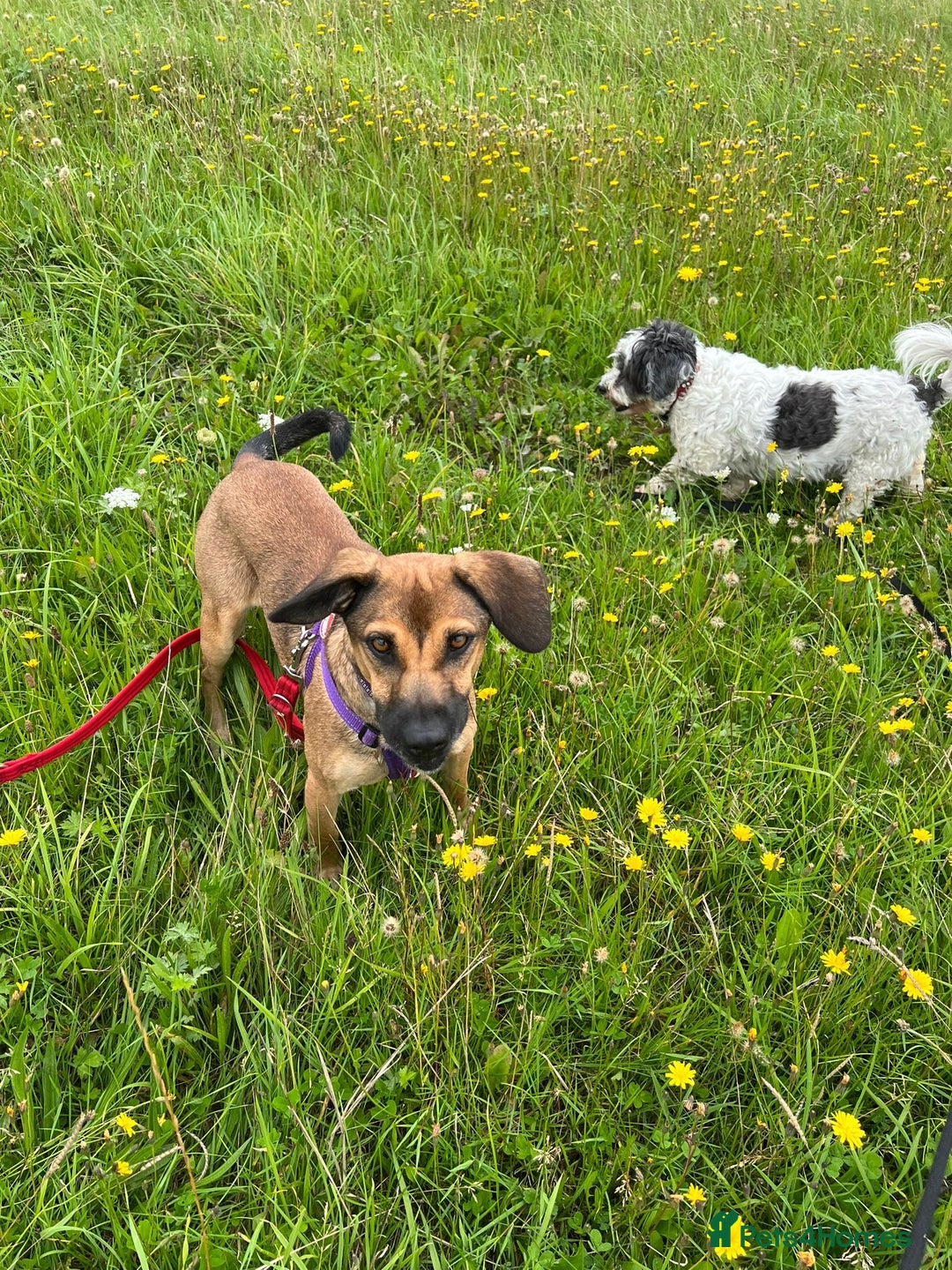 Mixed Breed dogs for adoption: Cute Dingo looking for LOVE - Image 6