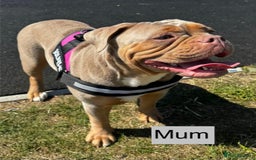 Old Tyme Bulldog dogs for sale: beautiful olde tyme bulldog puppies  - Advert 14