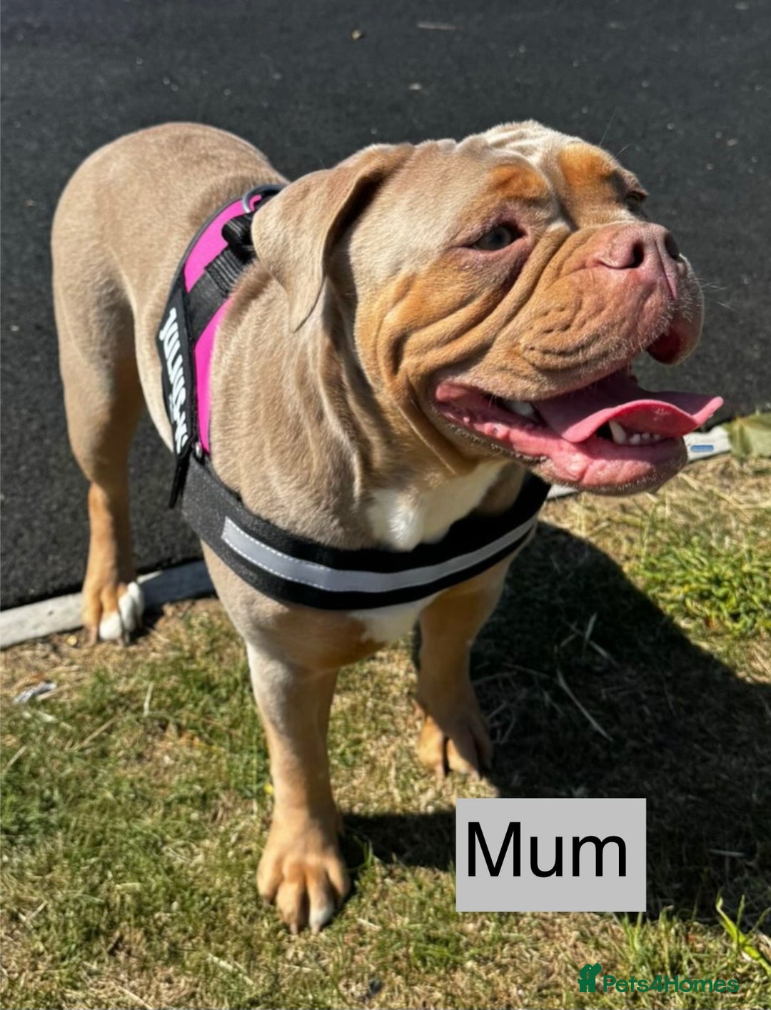 Old Tyme Bulldog dogs for sale: beautiful olde tyme bulldog puppies  - Advert 14