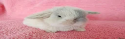 Mini Lop rabbits for sale: Baby mini lops for sale  - Advert 10