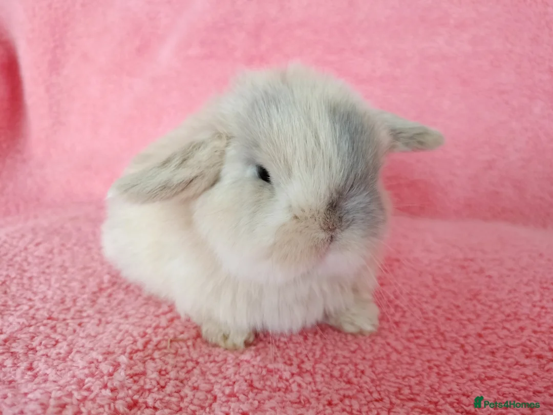 Mini Lop rabbits for sale: Baby mini lops for sale  - Advert 10