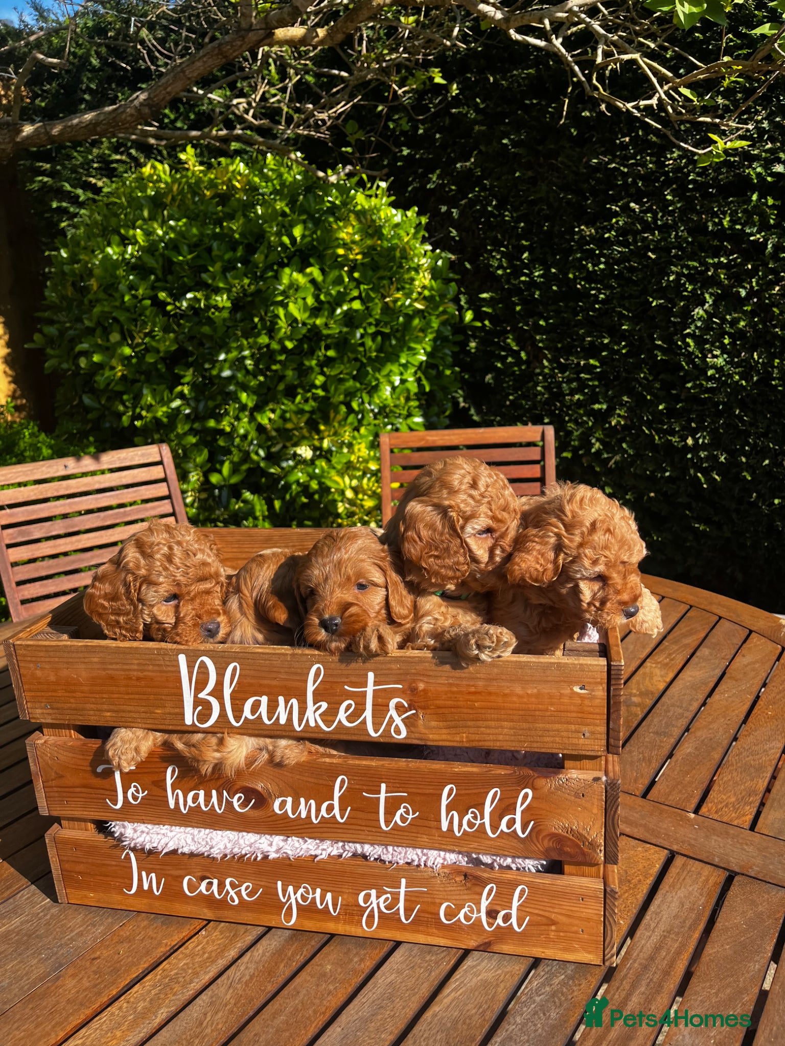 Cockapoo dogs Miniature f1b Cockapoo DNA clear 🐶  - Advert 1