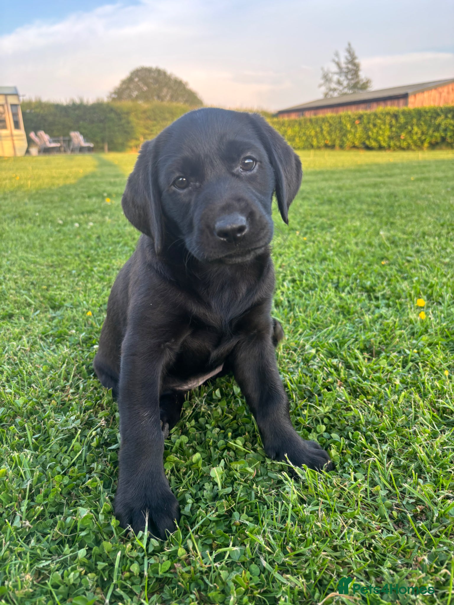 Labrador Retriever dogs Stunning black Labrador pups for sale  - Advert 2
