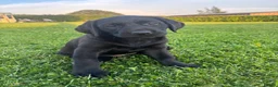 Labrador Retriever dogs for sale: Stunning black Labrador pups for sale  - Advert 2