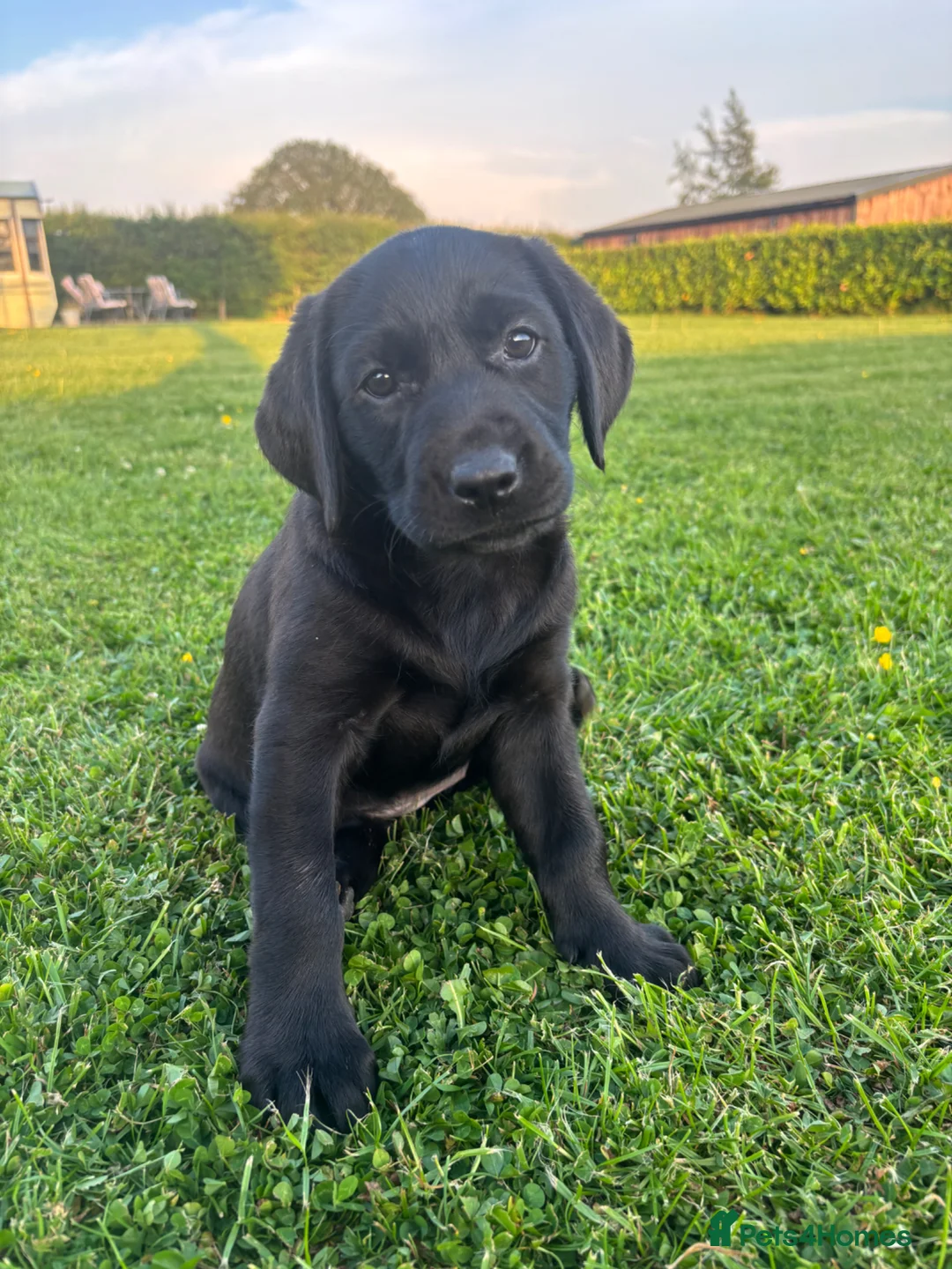 Labrador Retriever dogs for sale: Stunning black Labrador pups for sale  - Advert 2