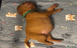 Hungarian Vizsla dogs for sale: Hungarian Vizsla Puppies - Outstanding Pedigree  - Advert 24