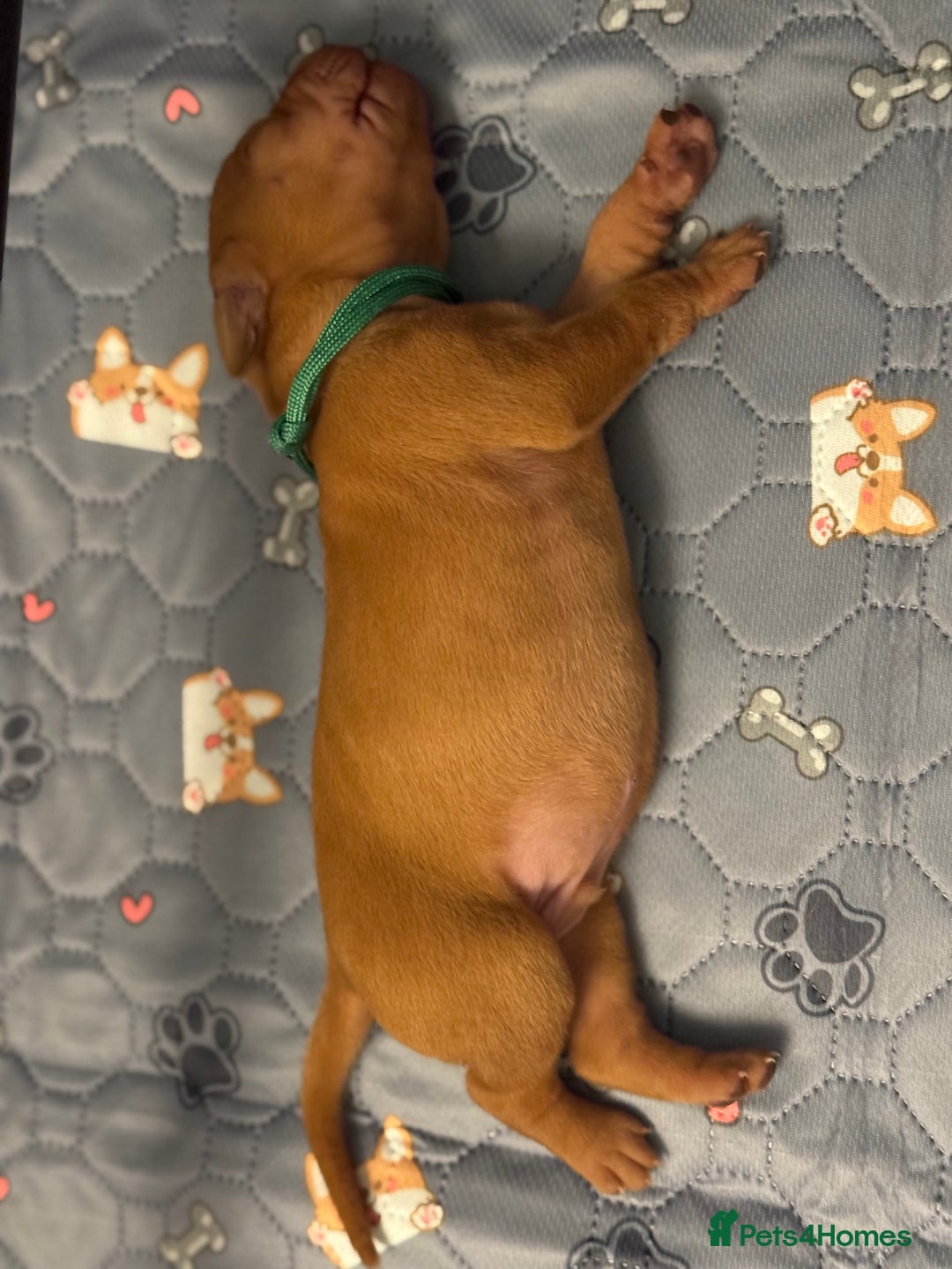 Hungarian Vizsla dogs for sale: Hungarian Vizsla Puppies - Outstanding Pedigree  - Advert 24