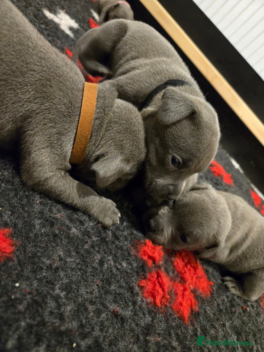 Staffordshire Bull Terrier dogs for sale: Blue Staffy Puppies 🐶 - Advert 13