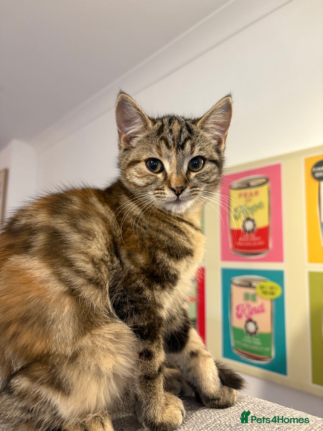 Domestic Shorthair cats for sale: 5 month old kittens - black male/tabby female - Advert 8