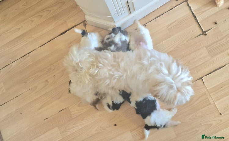 Shih Tzu dogs 🐾 Amazing Purebred Shih Tzu Puppies Crawley 🐾 - Advert 3
