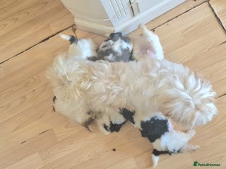 Shih Tzu dogs 🐾 Amazing Purebred Shih Tzu Puppies Crawley 🐾 - Advert 5