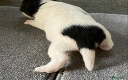 Jack Russell dogs for sale: 6 Jack Russell Puppies  - Advert 28