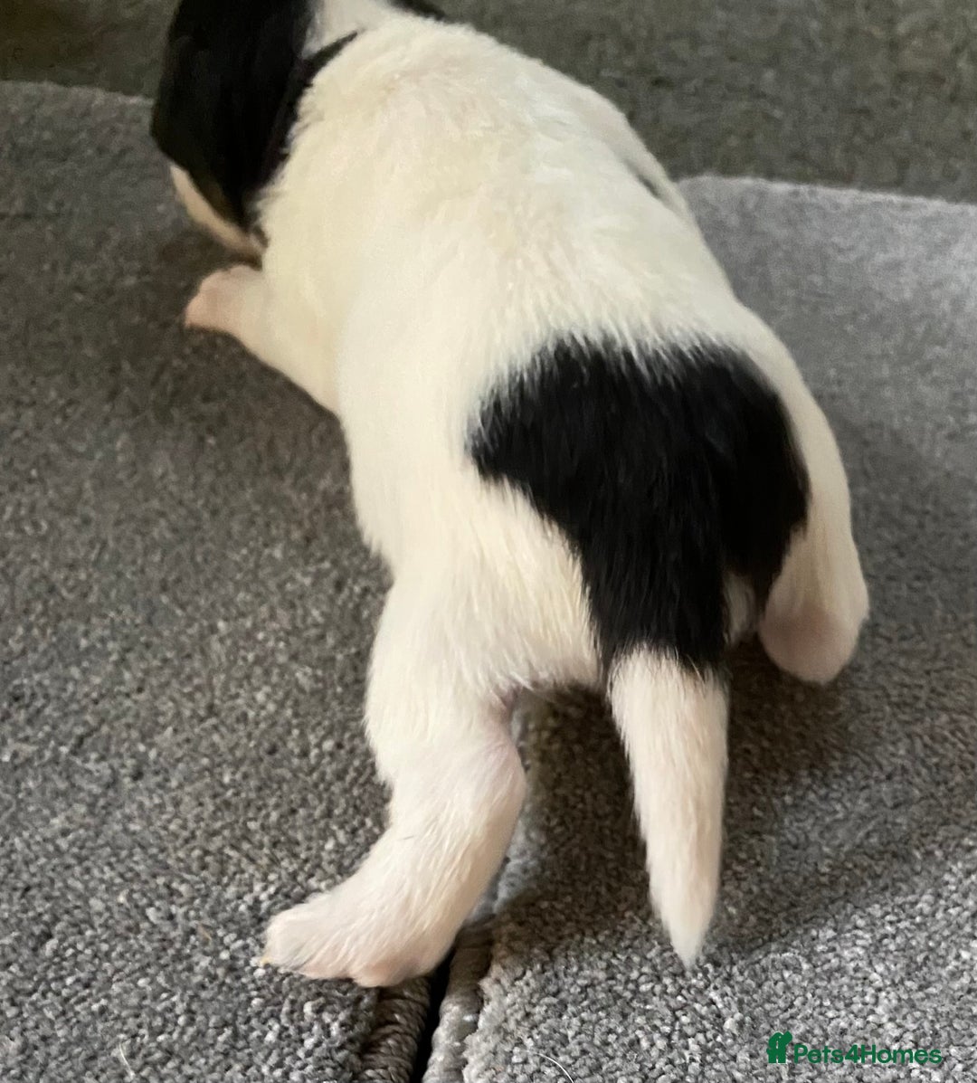 Jack Russell dogs for sale: 6 Jack Russell Puppies  - Advert 28