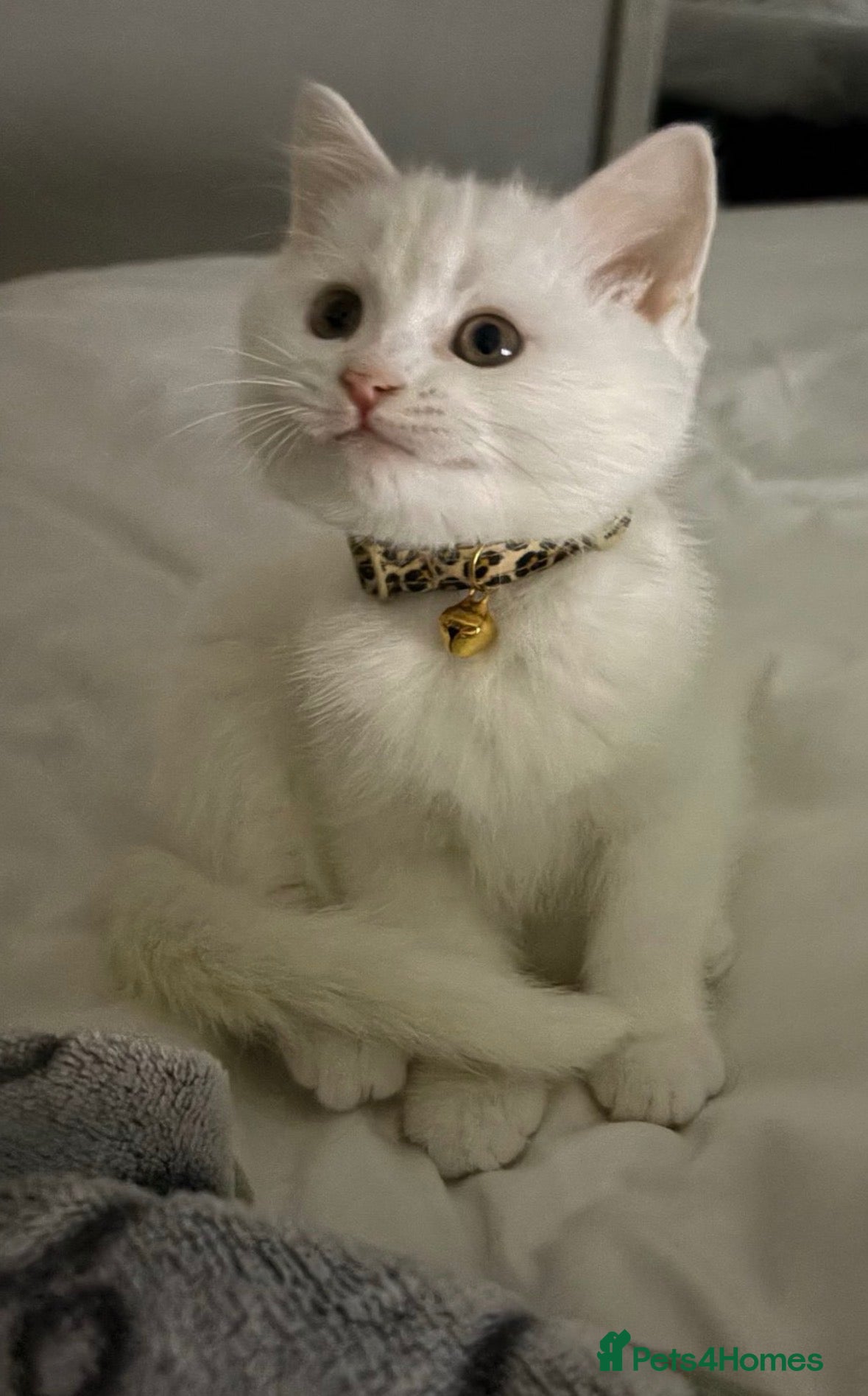 Mixed Breed cats Phillis beautiful white kitten  - Advert 8