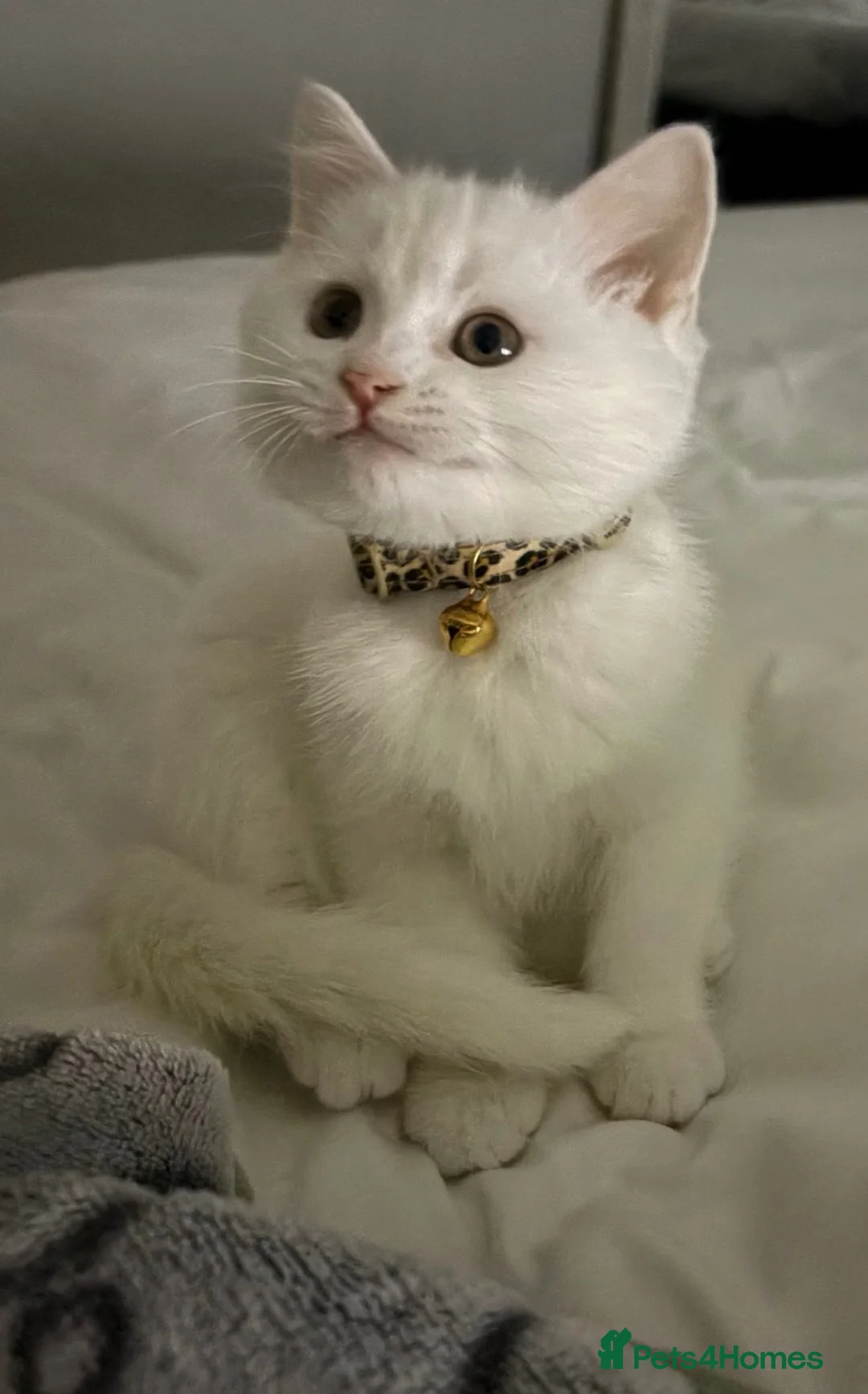 Mixed Breed cats for sale: Phillis beautiful white kitten  - Advert 1